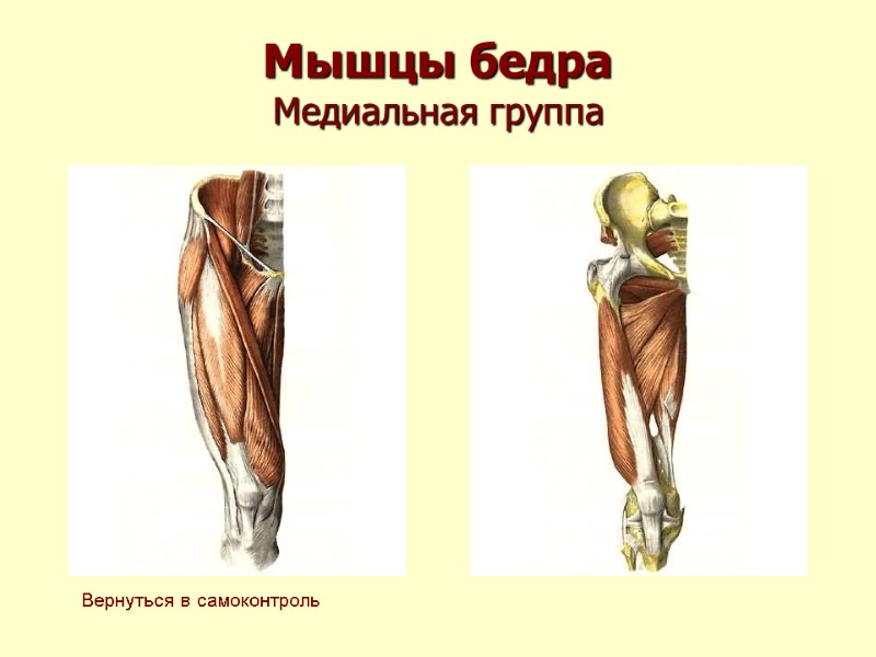 Мышцы бедра Медиальная группа Вернуться в самоконтроль